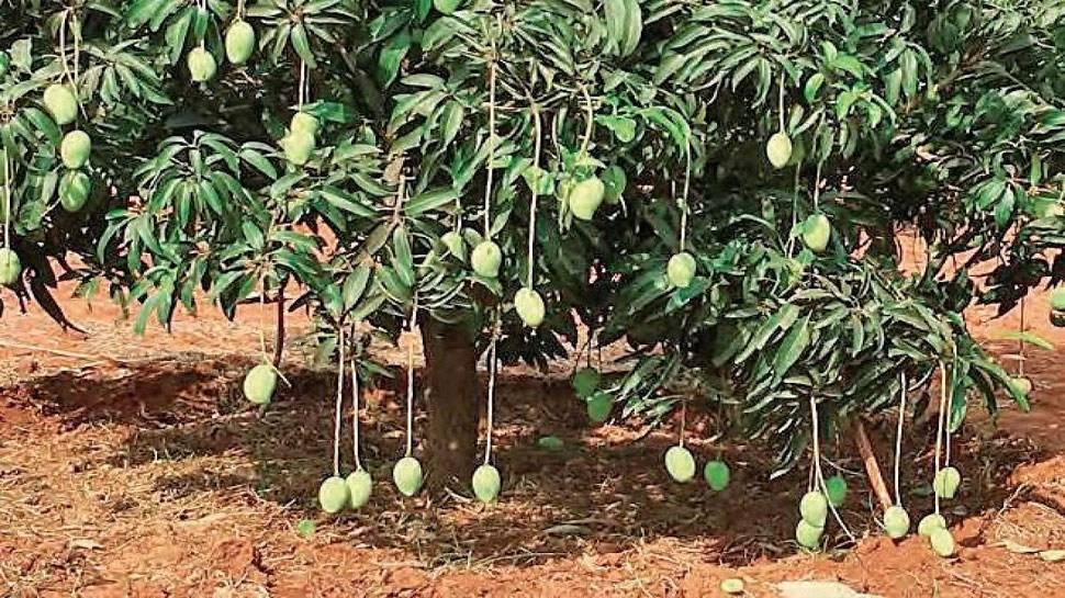 Mango Tree in Your Dream